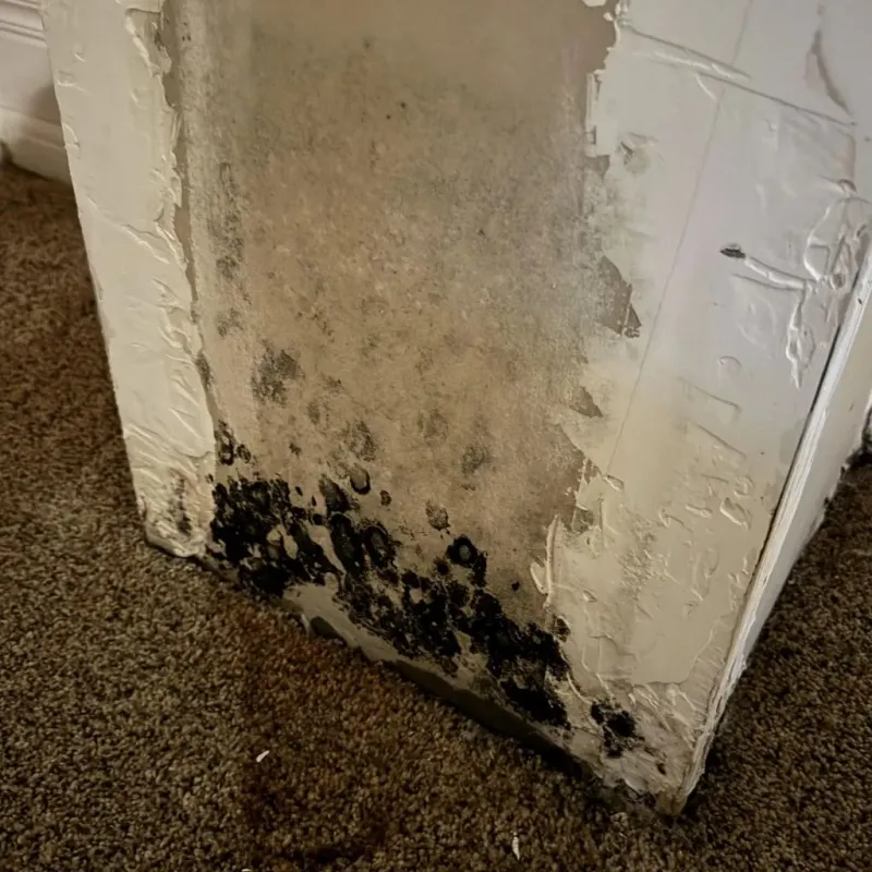 Professional Mold Removal in Johnston, SC